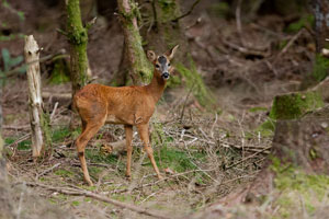 Red Deer in Grizedale Forest by Betty Fold Gallery